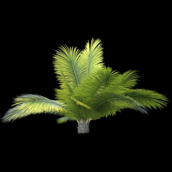 درخت خرما - دانلود مدل سه بعدی درخت خرما - آبجکت سه بعدی درخت خرما - دانلود آبجکت سه بعدی درخت خرما -دانلود مدل سه بعدی fbx - دانلود مدل سه بعدی obj -Beccariophoenix 3d model free download  - Beccariophoenix 3d Object - Beccariophoenix OBJ 3d models - Beccariophoenix FBX 3d Models - استوایی - tropical